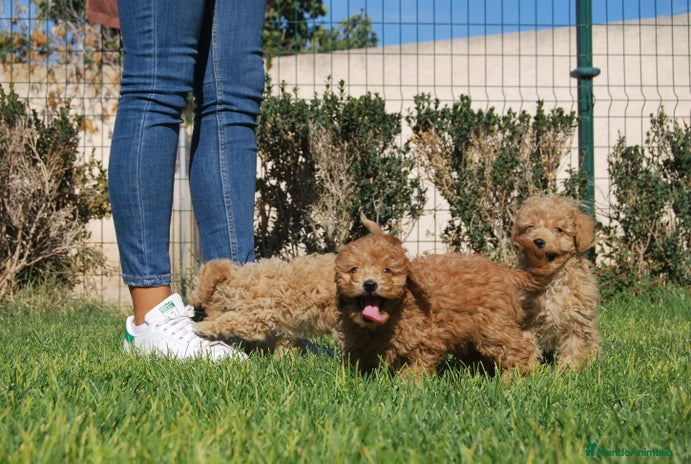 Caniche Toy perros en Madrid - Anuncio 2