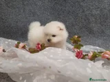 Pomerania Cachorro 11