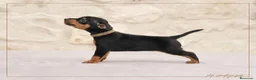 Pinscher Miniatura perros en venta: Pinscher Toy  - Anuncio 4