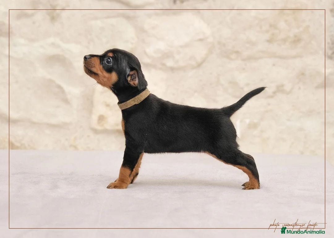 Pinscher Miniatura perros en venta: Pinscher Toy  - Anuncio 4
