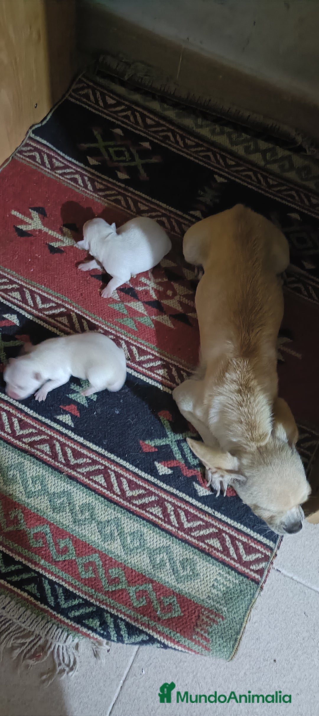 Chihuahua perros en venta: Chihuahua - Imagen 6