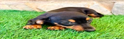 Teckel Miniatura perros en venta: Teckel miniatura negro fuego - Anuncio 5