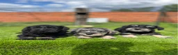 Schnauzer Miniatura perros en venta: Schnauzer miniatura  - Anuncio 3