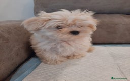 Bichón Maltés perros en venta: ULTIMO MACHO BICHON MALTES  - Imagen 1