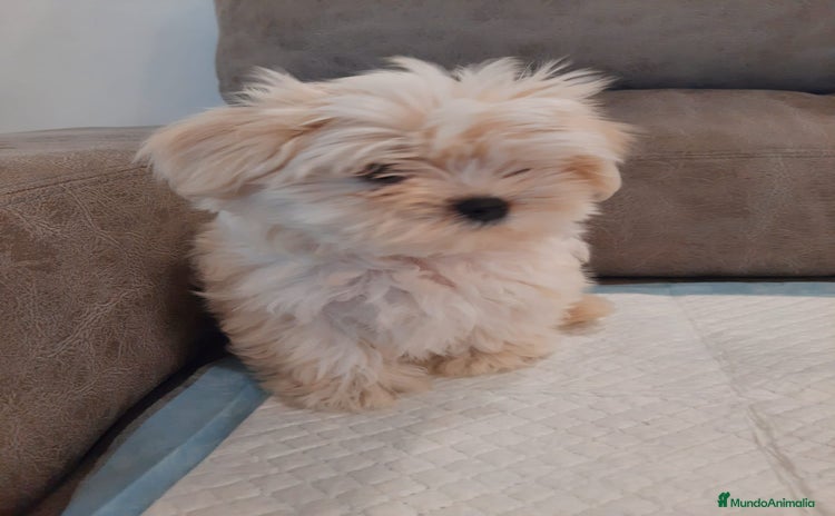 Bichón Maltés perros - Anuncio 3