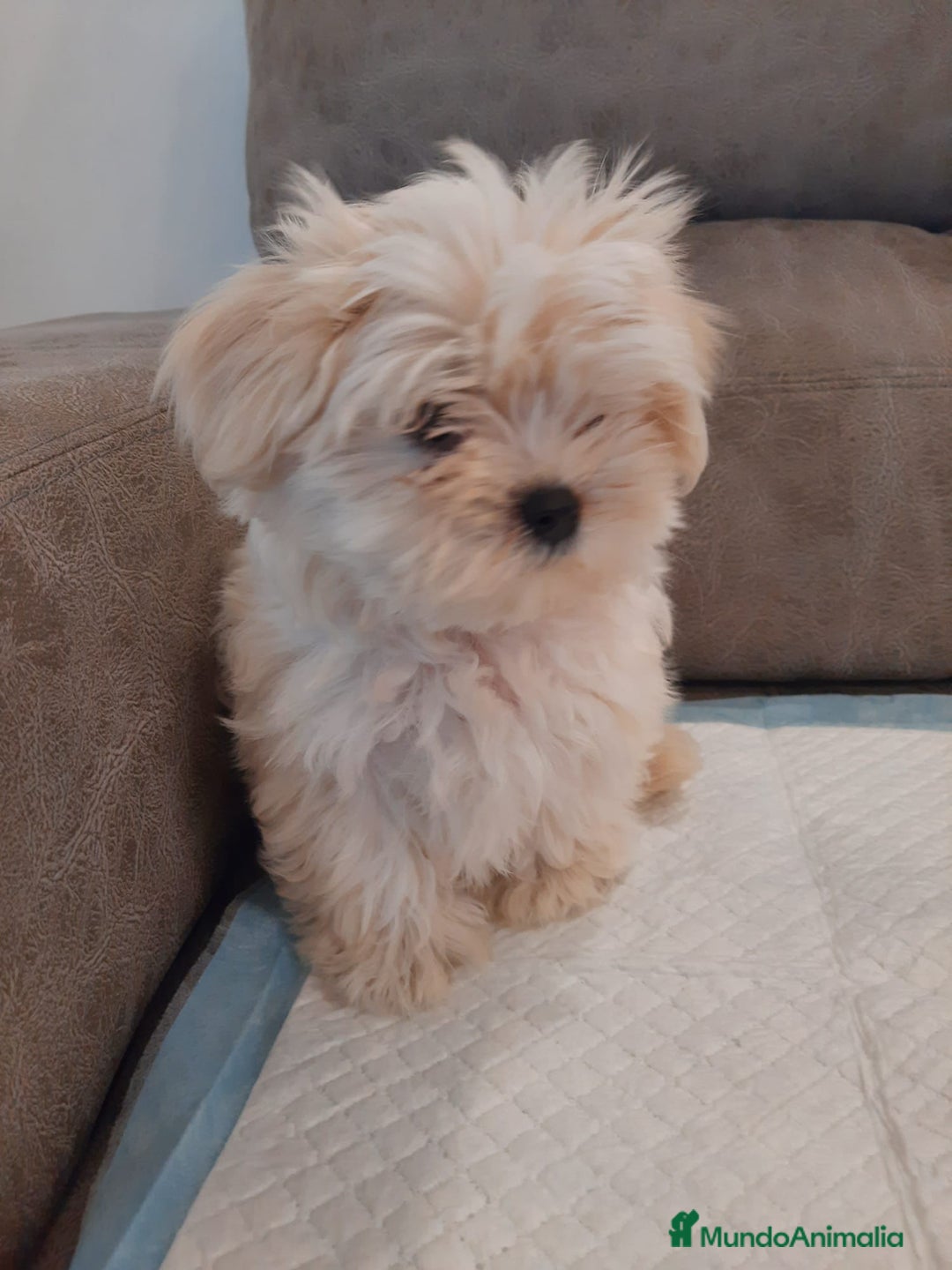 Bichón Maltés perros en venta: ULTIMO MACHO BICHON MALTES  - Imagen 1