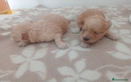 Maltipoo perros en venta: MALTIPOO - Imagen 2