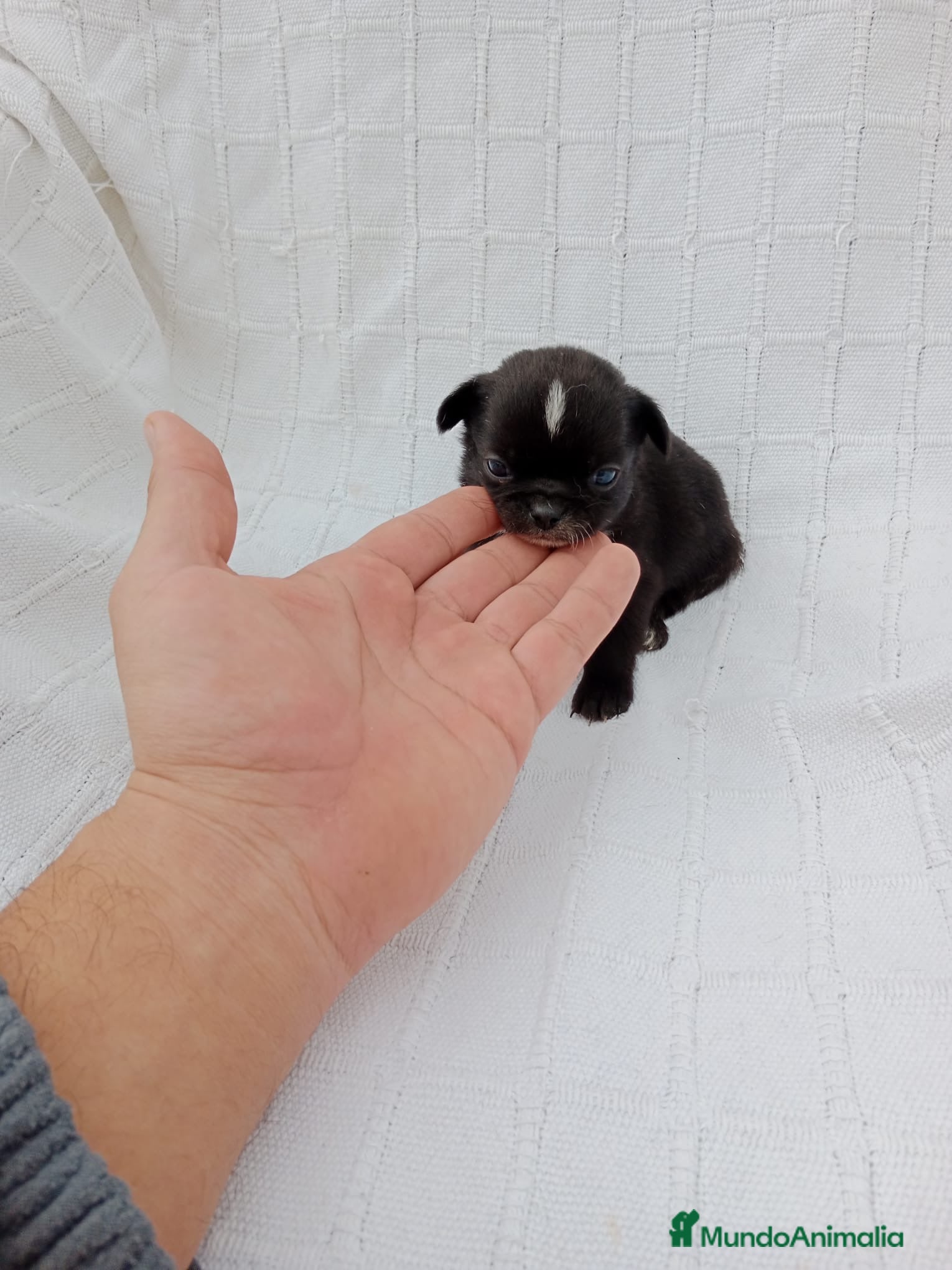 Chihuahua perros Chihuhua macho negro  - Anuncio 2