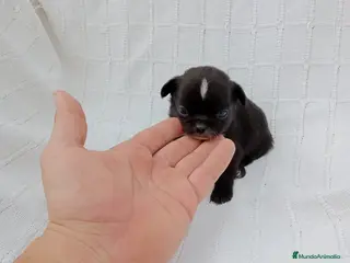 Chihuahua perros Chihuhua macho negro - Anuncio 2