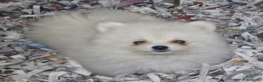 Pomerania 1