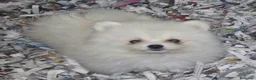 Pomerania perros en venta: Cachorro Pomerania Blanco  - Anuncio 2