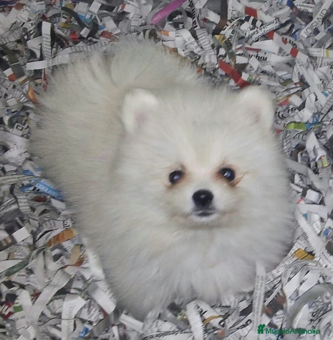 Pomerania perros en venta: Cachorro Pomerania Blanco  - Anuncio 2