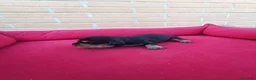 Teckel perros en venta: Teckel de pelo - Anuncio 2