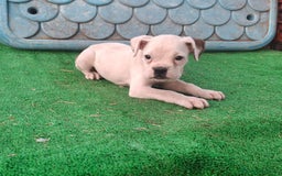 Boxer perros en venta: Cachorrito Boxer - Imagen 1