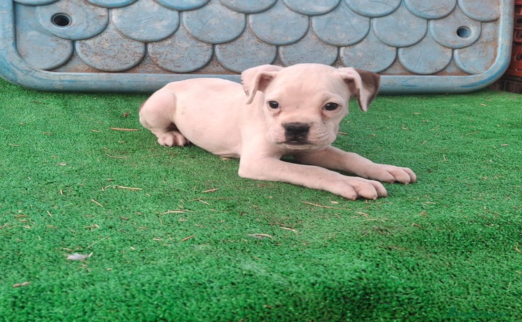 Boxer perros - Anuncio 1