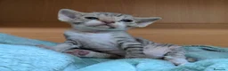 Devon Rex gatos en venta: Devon Rex – Gatitos disponibles - Anuncio 2