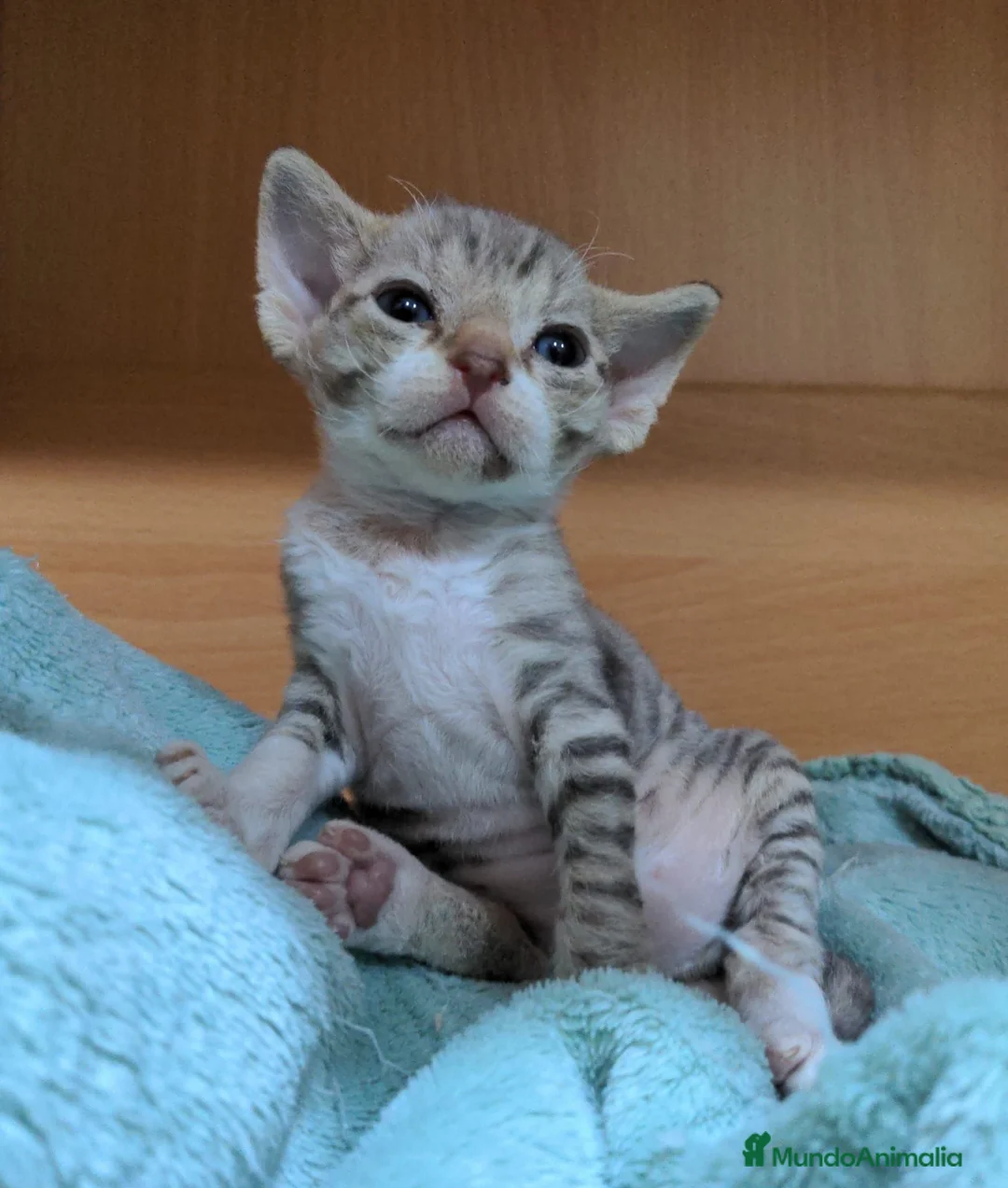Devon Rex gatos en venta: Devon Rex – Gatitos disponibles - Anuncio 2