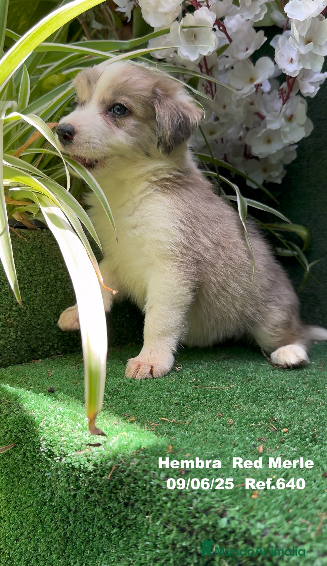 Border Collie perros en venta: Border Collie hembra red Merle - Imagen 14