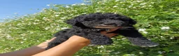 Perro de Agua Español perros en venta: Disponible Perros de agua Español - Anuncio 2