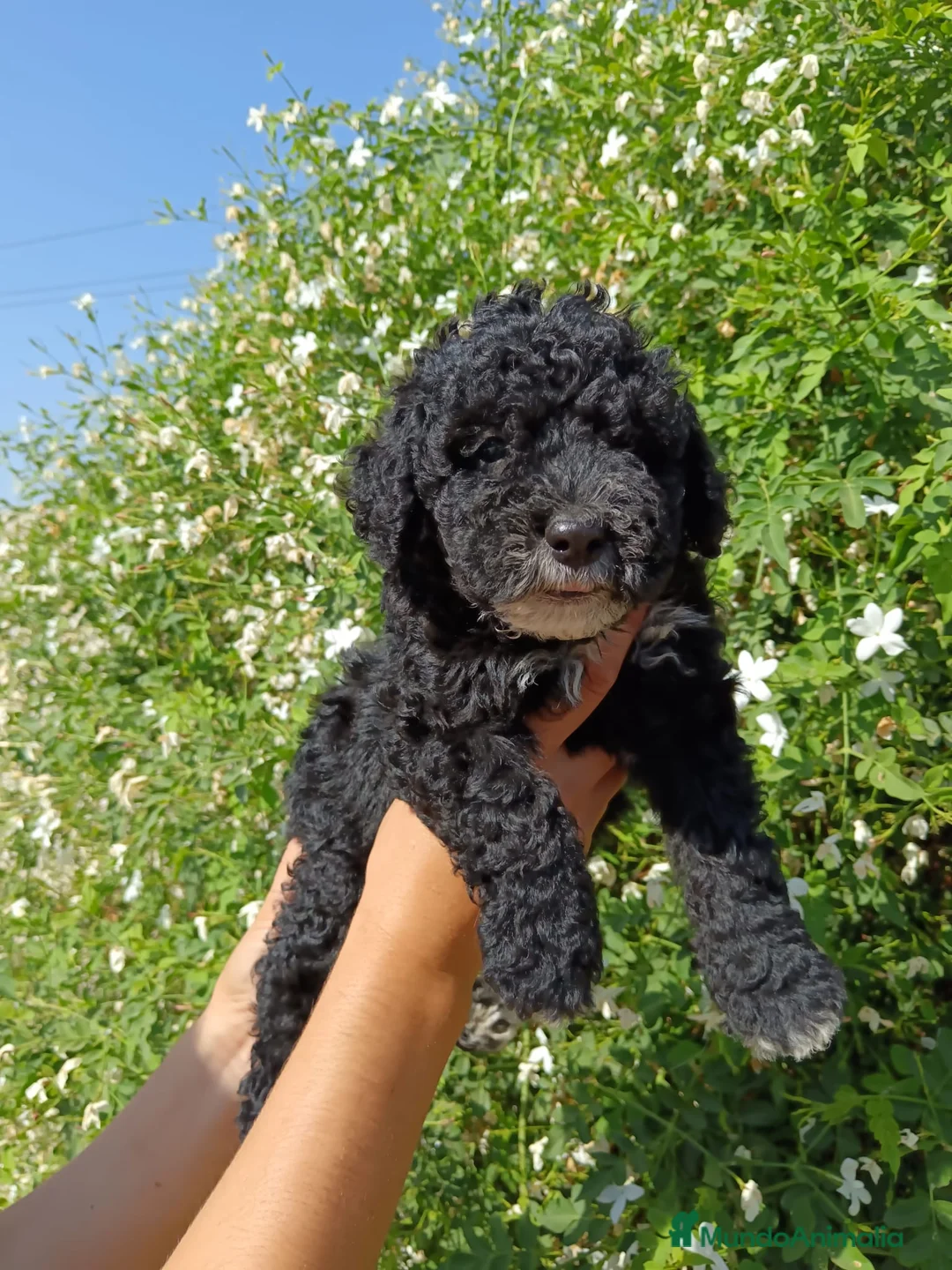 Perro de Agua Español perros en venta: Disponible Perros de agua Español - Anuncio 2