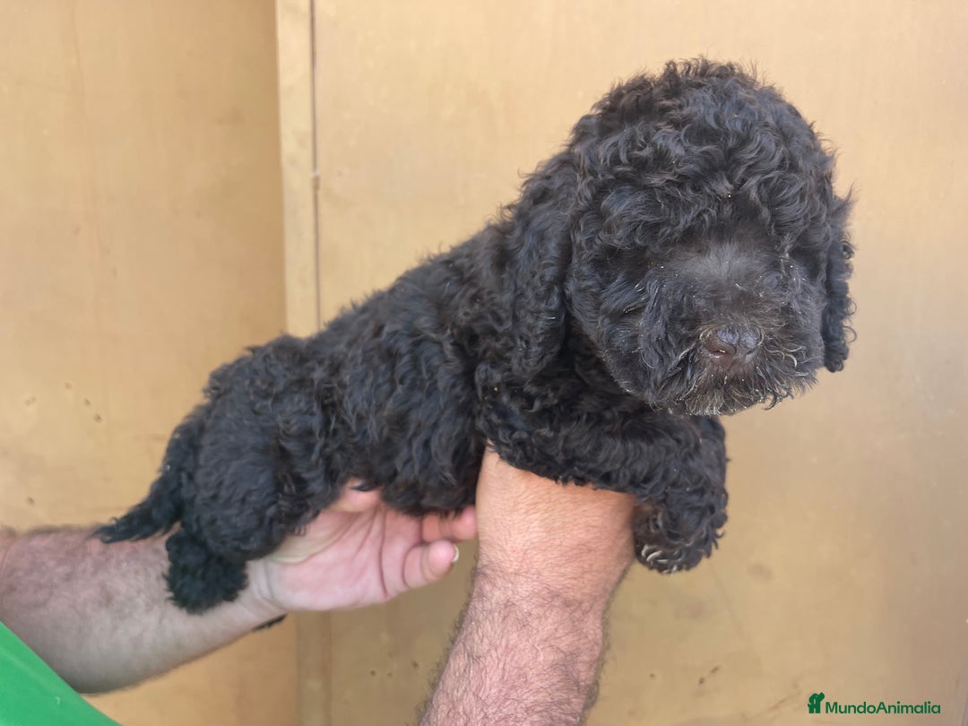 Perro de Agua Español perros en venta: Cachorros perro de agua español  - Imagen 6
