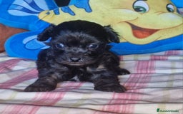 Maltipoo perros en venta: Maltipoo F2 - Imagen 1