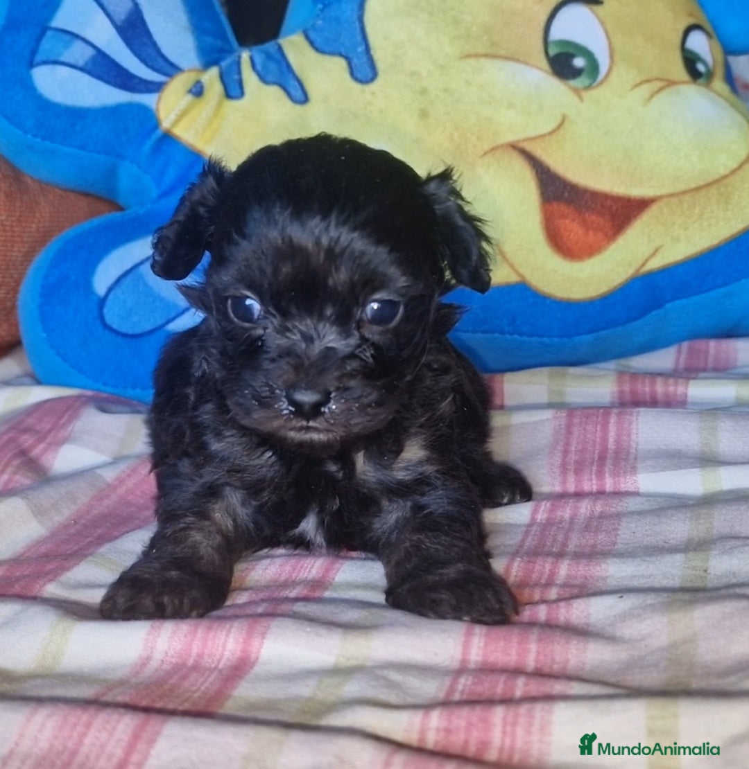 Maltipoo perros en venta: Maltipoo F2 - Imagen 1