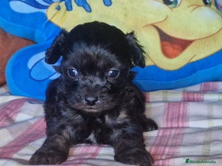 Maltipoo perros - Anuncio 1