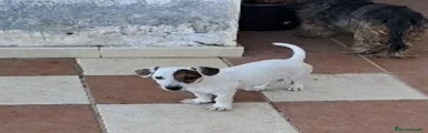 Jack Russell Terrier 1