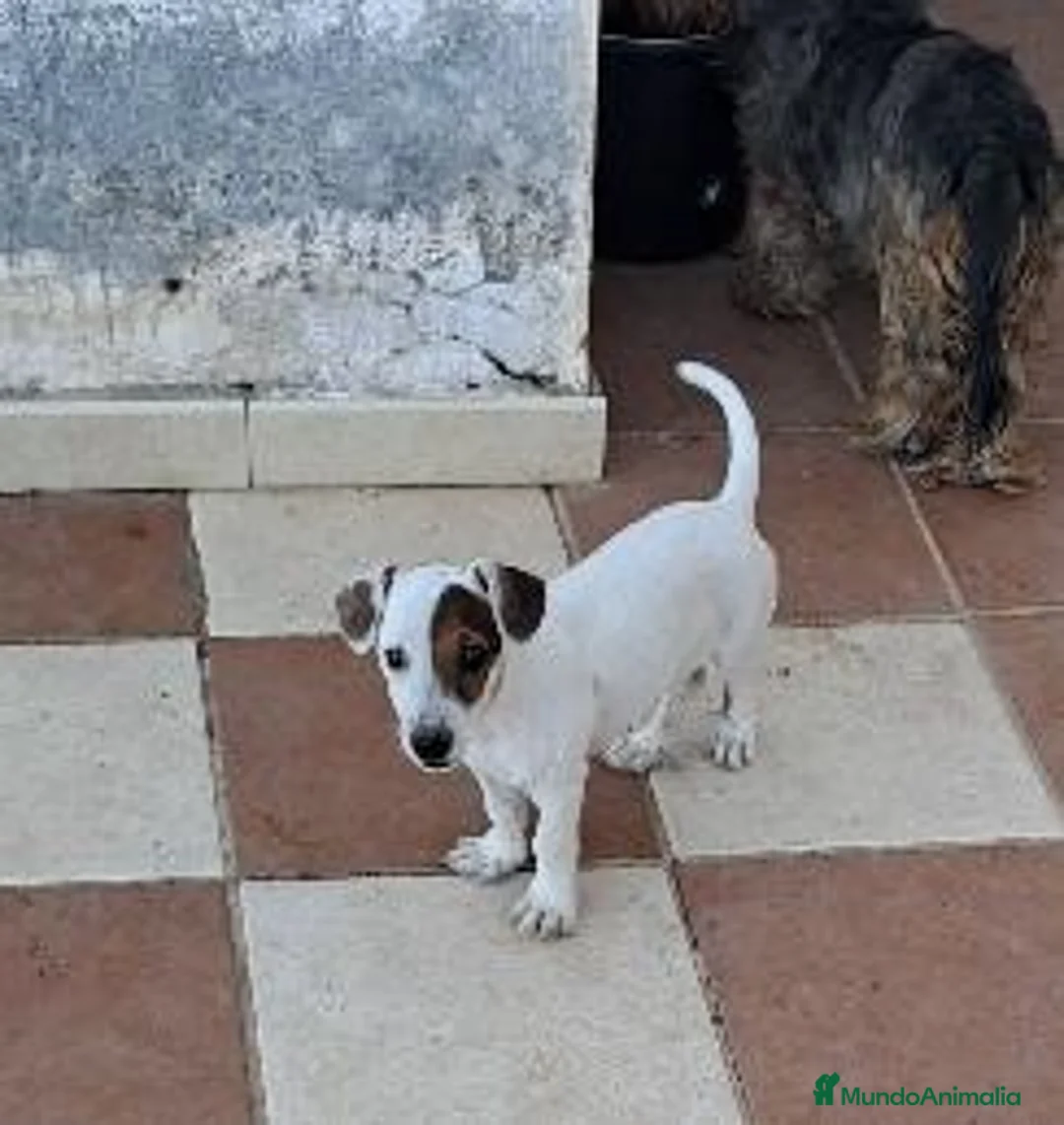 Jack Russell Terrier perros en venta: Jack russell  - Anuncio 3