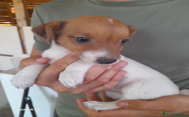 Jack Russell Terrier perros - Anuncio 1