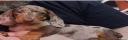 Teckel perros en venta: Tekel machos y hembras  - Anuncio 2