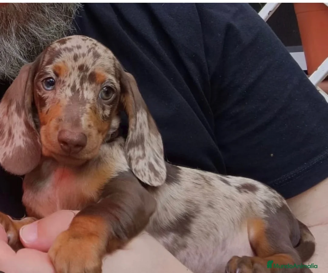 Teckel perros en venta: Tekel machos y hembras  - Anuncio 2