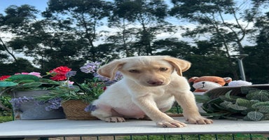 Labrador Retriever perros - Propaganda 3