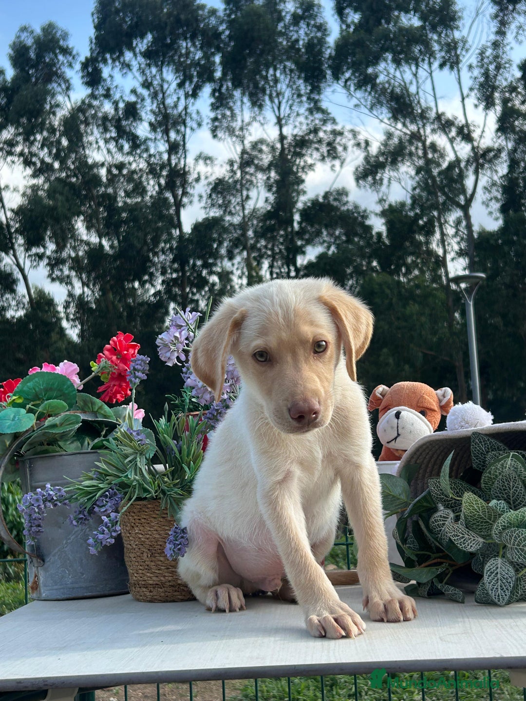 Labrador Retriever perros en venta: Labrador crema macho. Precioso cachorrito - Imagen 2