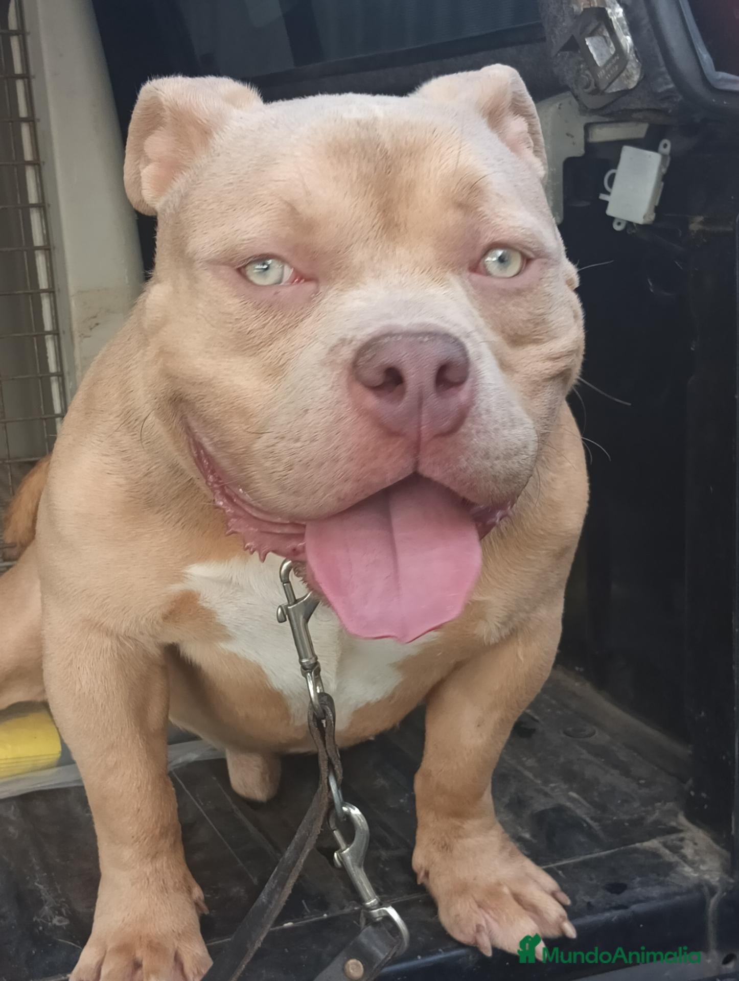 American Bully perros American bully semental para montas - Anuncio 1