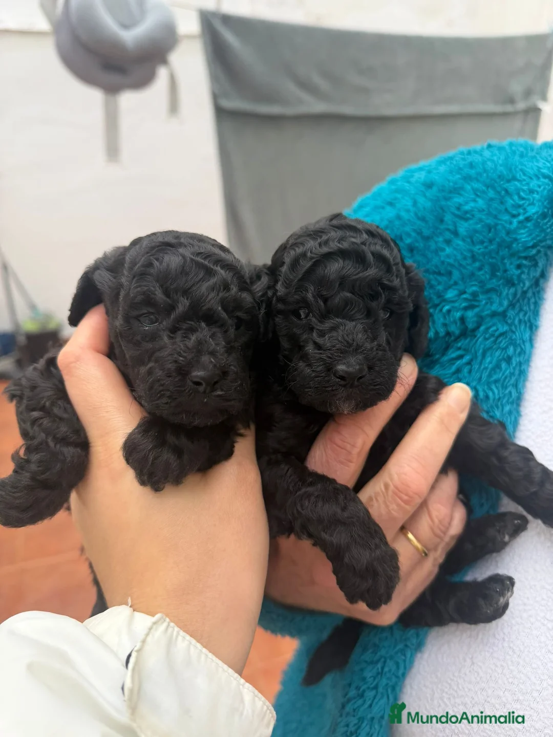 Caniche Toy perros en venta: Caniches toy  - Anuncio 2