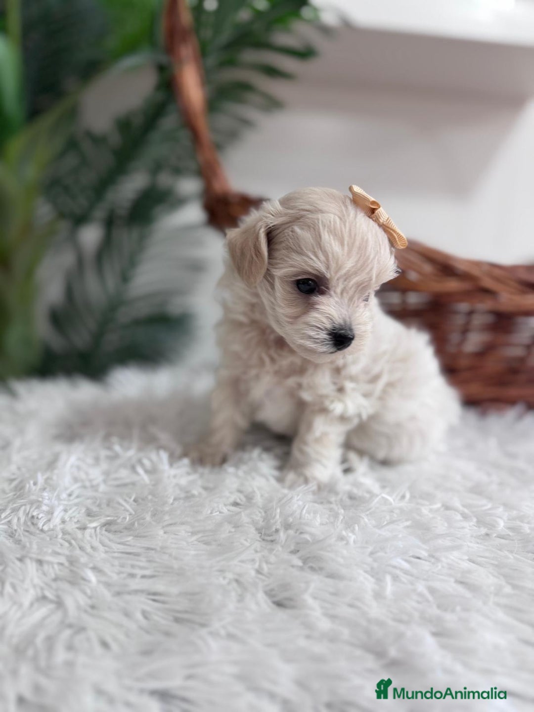 Maltipoo perros en venta: MALTIPOO HEMBRA - Imagen 9