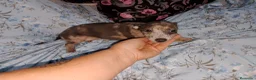 Raza Mixta perros en venta: Greyhuahua solo quedan los Merle y uno marrón  - Anuncio 4