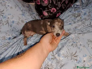 Raza Mixta perros Greyhuahua solo quedan los Merle y uno marrón - Anuncio 3