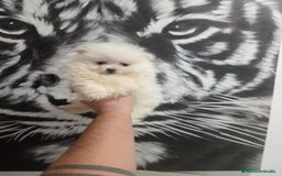 Pomerania perros en venta: Pomerania  - Anuncio 2