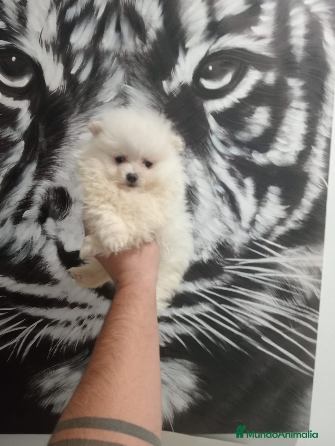 Pomerania perros en venta: Pomerania  - Anuncio 2
