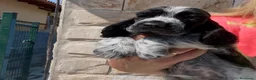 Cocker Spaniel Inglés perros en venta: Preciosos cachorros cocker inglés  - Anuncio 7