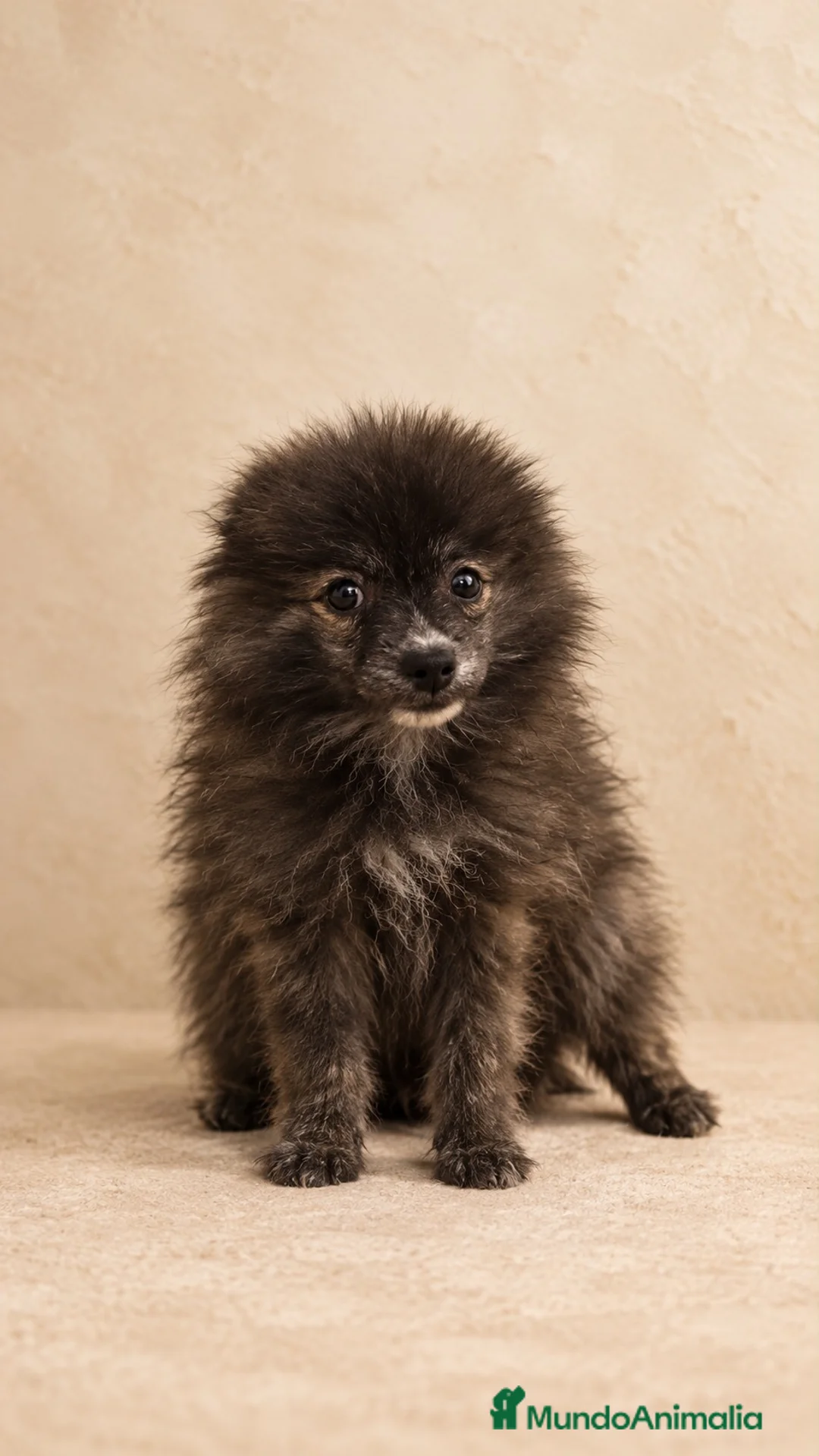 Pomerania perros en venta: Preciosos pomeranias🐾🐻 en Alicante - Anuncio 3