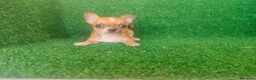 Chihuahua perros en venta: Chihuahua  - Anuncio 2