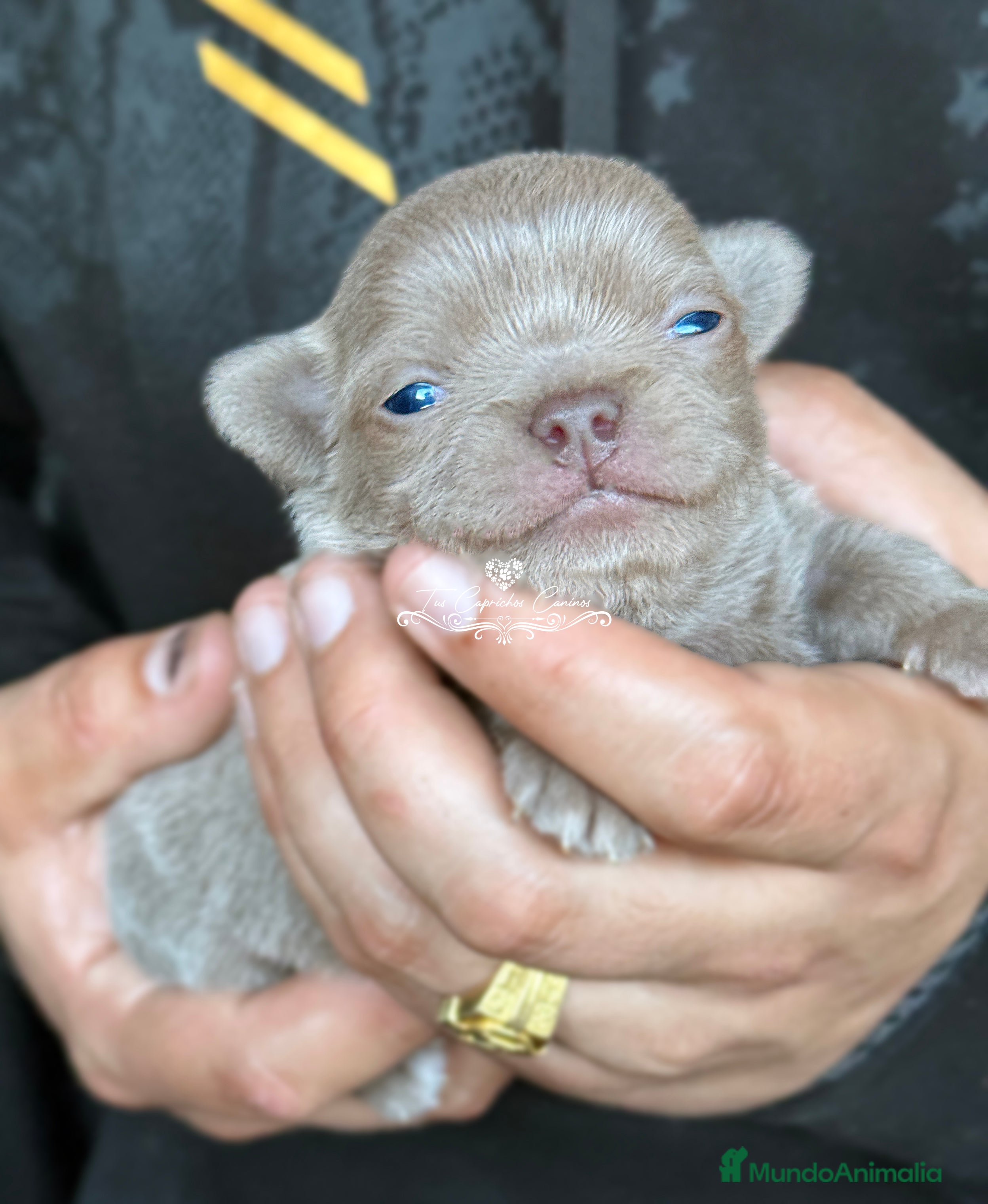 Chihuahua perros Macho chihuahua color lilac en Cantabria - Anuncio 23
