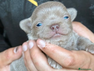 Chihuahua perros en Cantabria - Anuncio 36