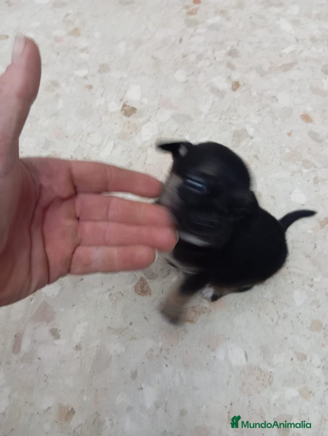 Pinscher Miniatura perros en venta: Pinscher miniatura  - Anuncio 8