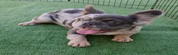 Bulldog Francés perros en venta: Bulldog francés  - Anuncio 6