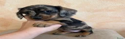 Teckel Miniatura perros en venta: Impresionantes teckel mini  - Anuncio 7